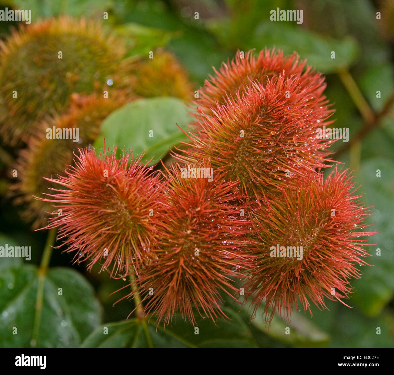 Cluster of unusual & attractive bright red hairy seed pods of Bixa orellana, an ornamental flowering shrub Stock Photo