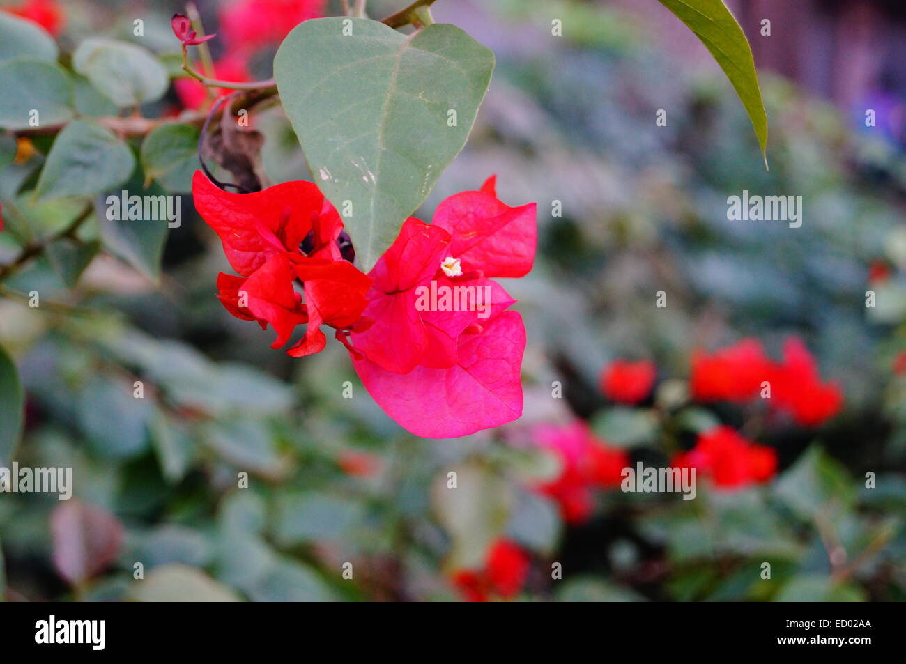 Triangle plum flowers hi-res stock photography and images - Alamy