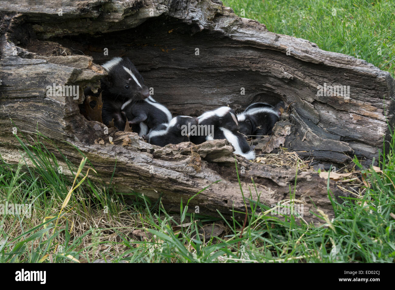 Mother skunk moving a pup from her litter, near Sandstone, Minnesota, USA Stock Photo