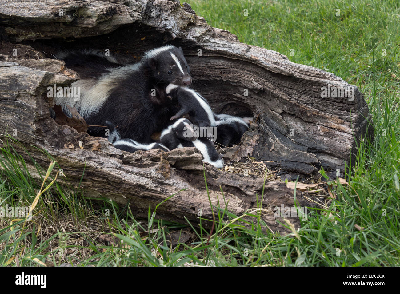 Mother skunk lifting a pup from her litter, near Sandstone, Minnesota, USA Stock Photo