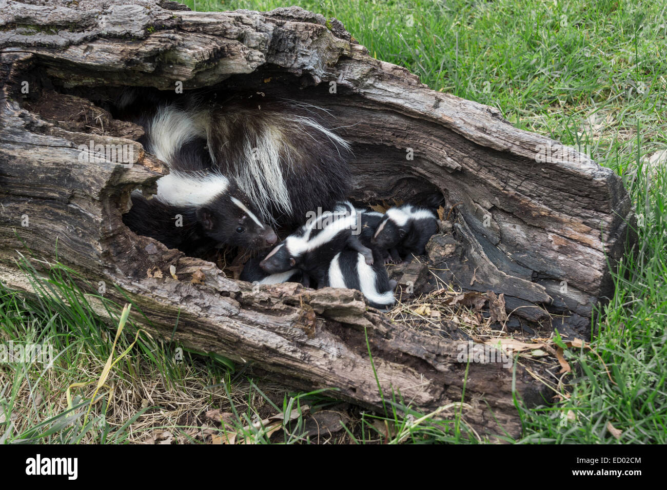 Mother skunk with a llitter in a dead tree, near Sandstone, Minnesota, USA Stock Photo