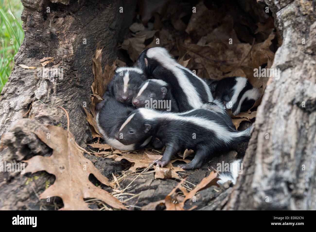 Litter of skunks in a dead tree, near Sandstone, Minnesota, USA Stock Photo