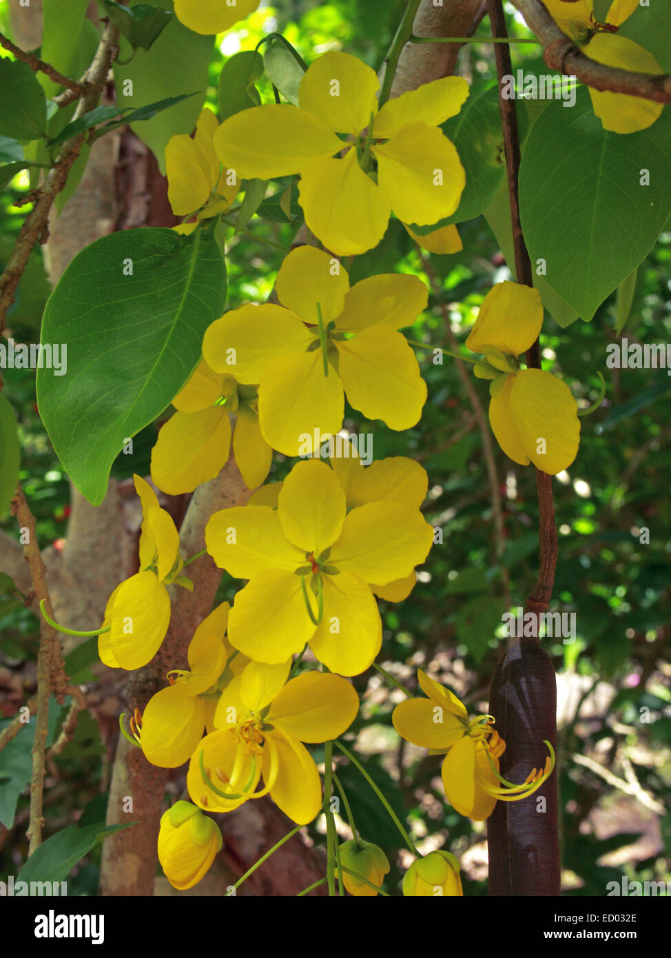 Raceme of large golden yellow flowers and emerald green leaves of Cassia fistula, Golden Shower tree, floral emblem of Thailand Stock Photo