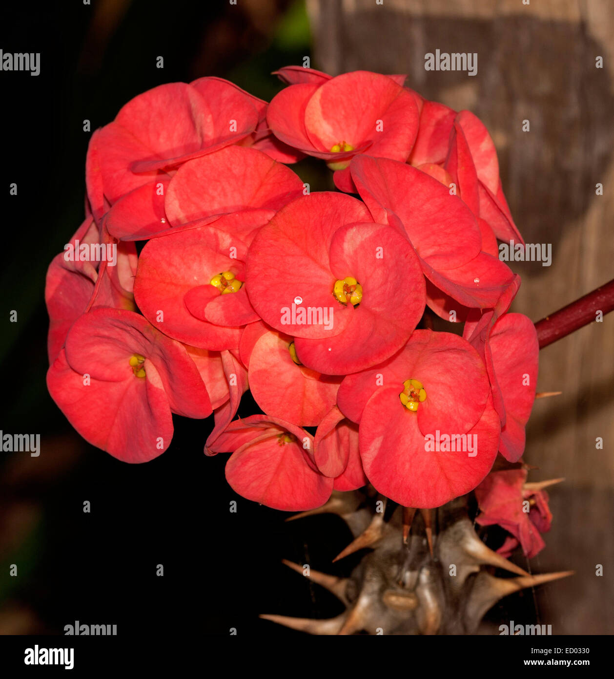 Cluster of vivid red flowers of spiny succulent plant Euphorbia millii Euphoric collection, Crown of Thorns, on dark background Stock Photo
