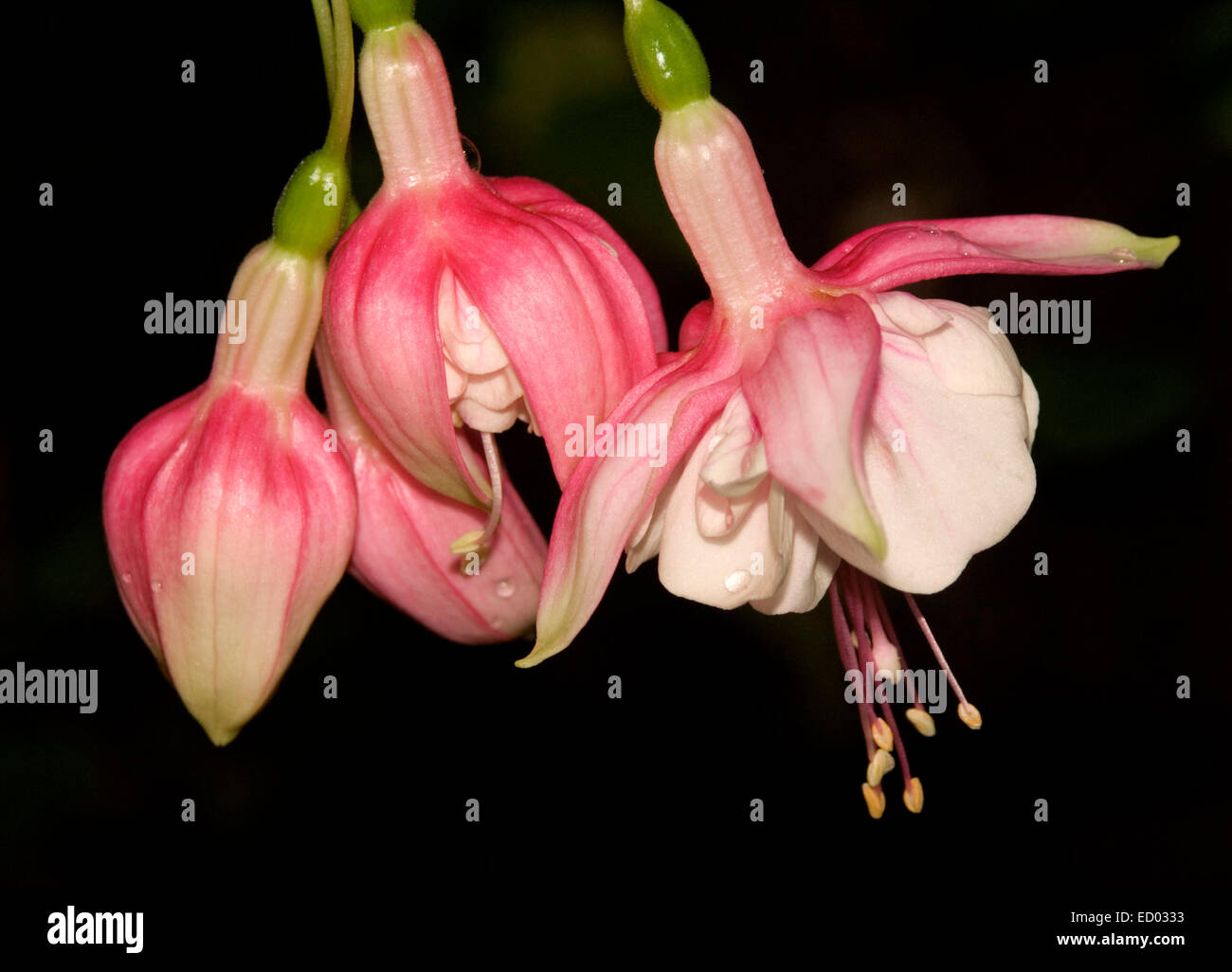 Cluster of beautiful pink and white flowers and buds of Fuchsia 'Swing-a-long' against black background Stock Photo