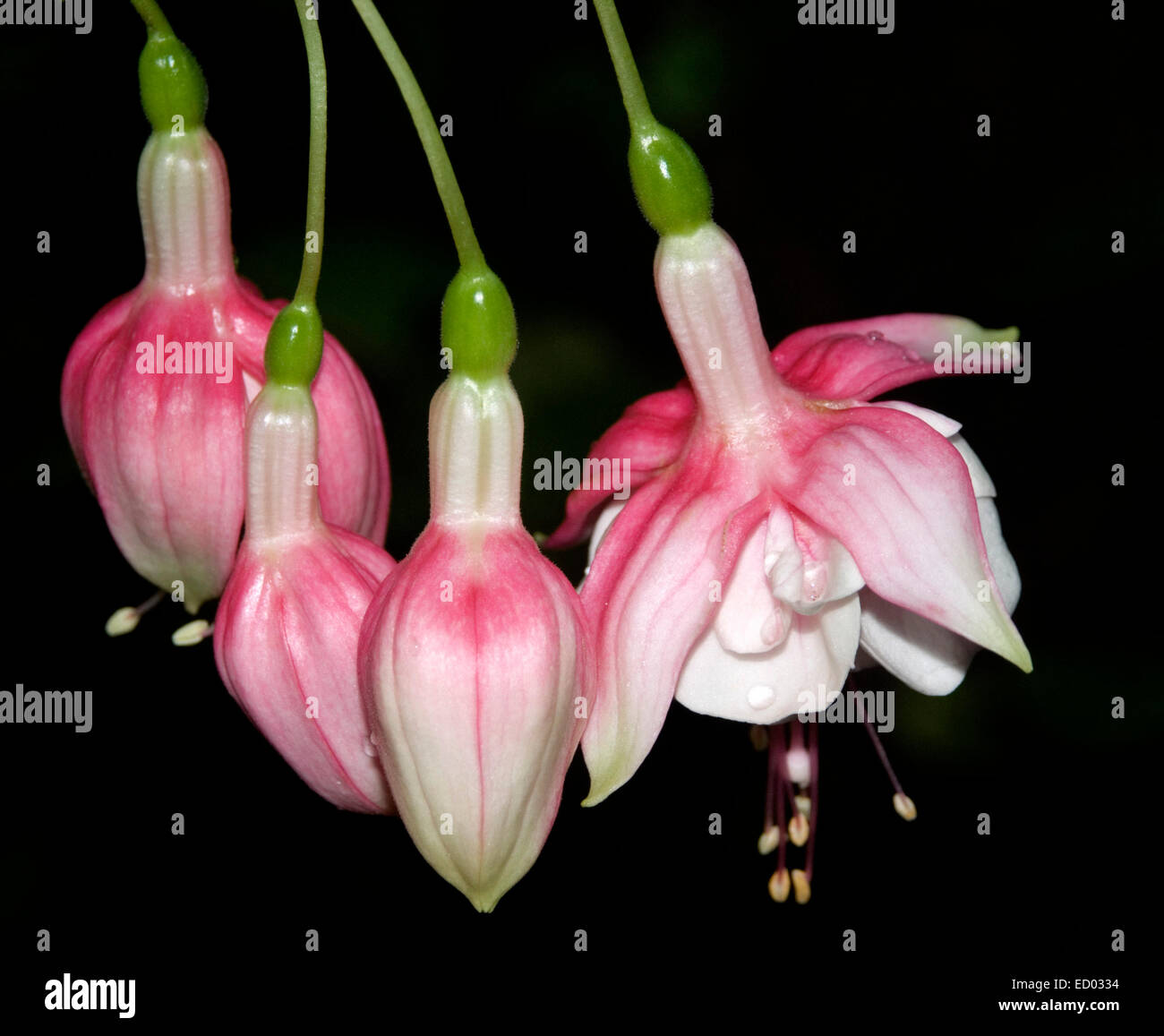 Cluster of beautiful pink and white flowers and buds of Fuchsia 'Swing-a-long' against black background Stock Photo