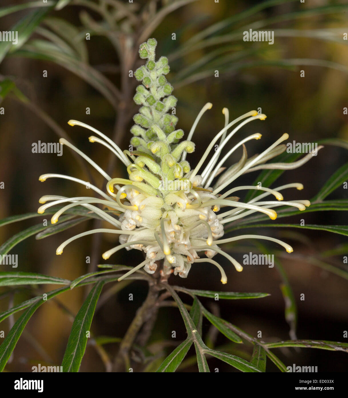 Creamy white flower of Grevillea banksii alba, an Australian native plant in the wild, against background of dark green leaves Stock Photo