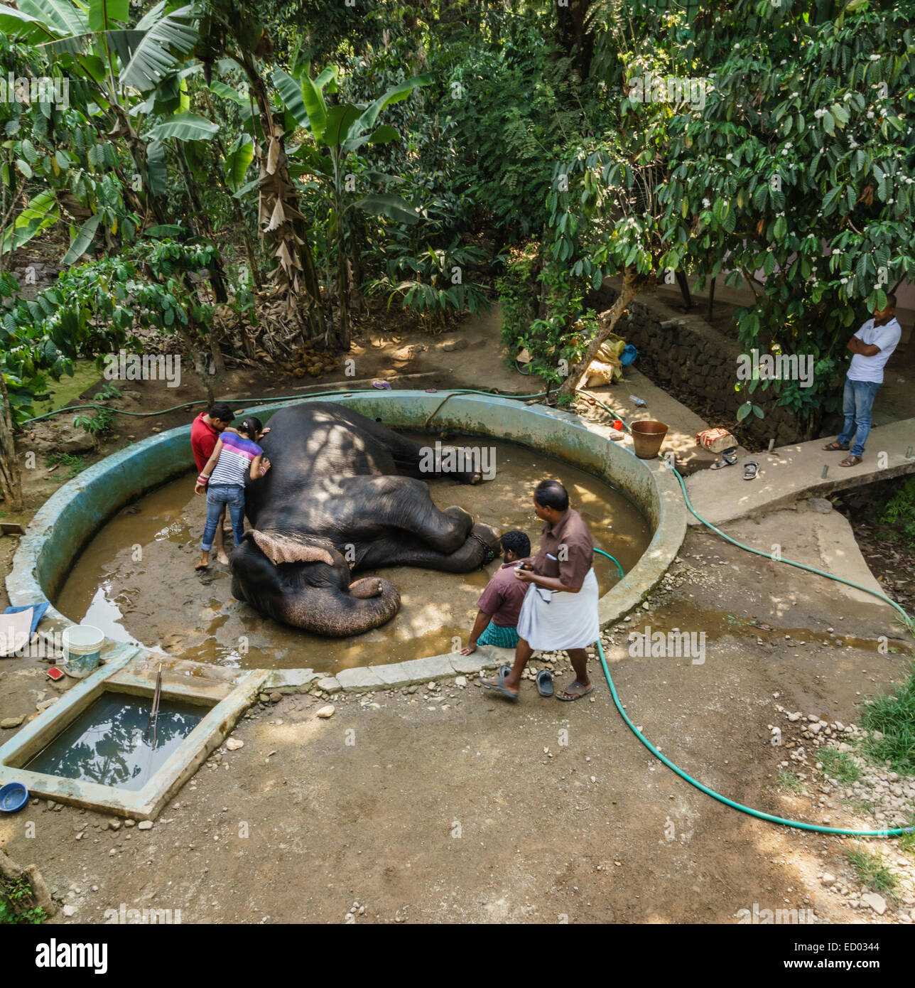 Kerala, India Thekkady Elephant ride through plantation. Washing