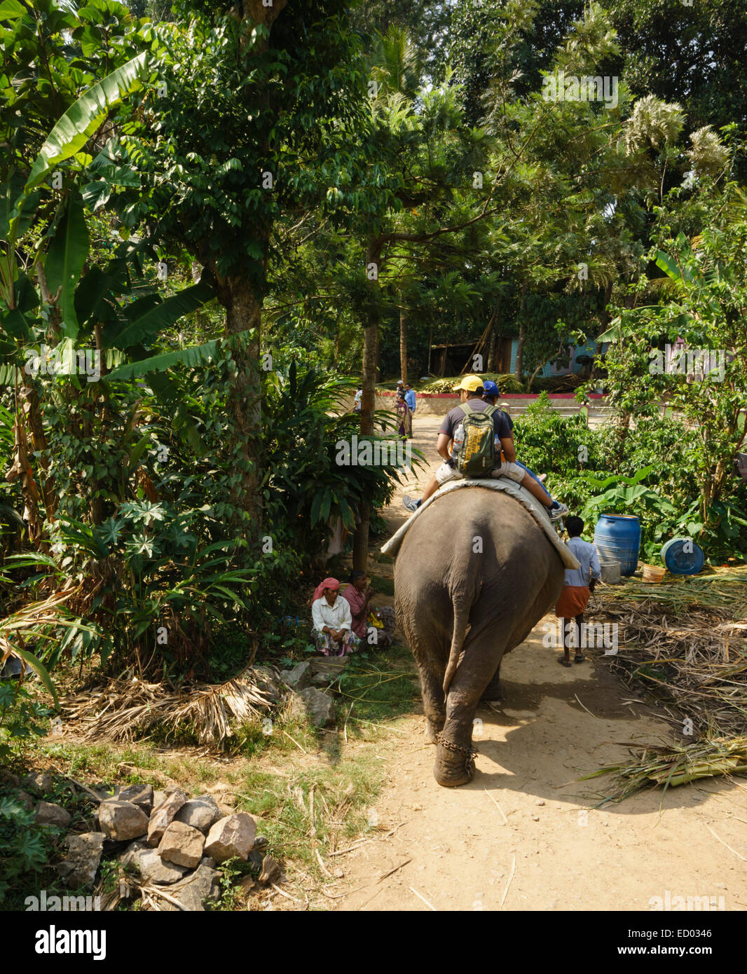Kerala, India Thekkady Elephant ride through plantation Stock Photo