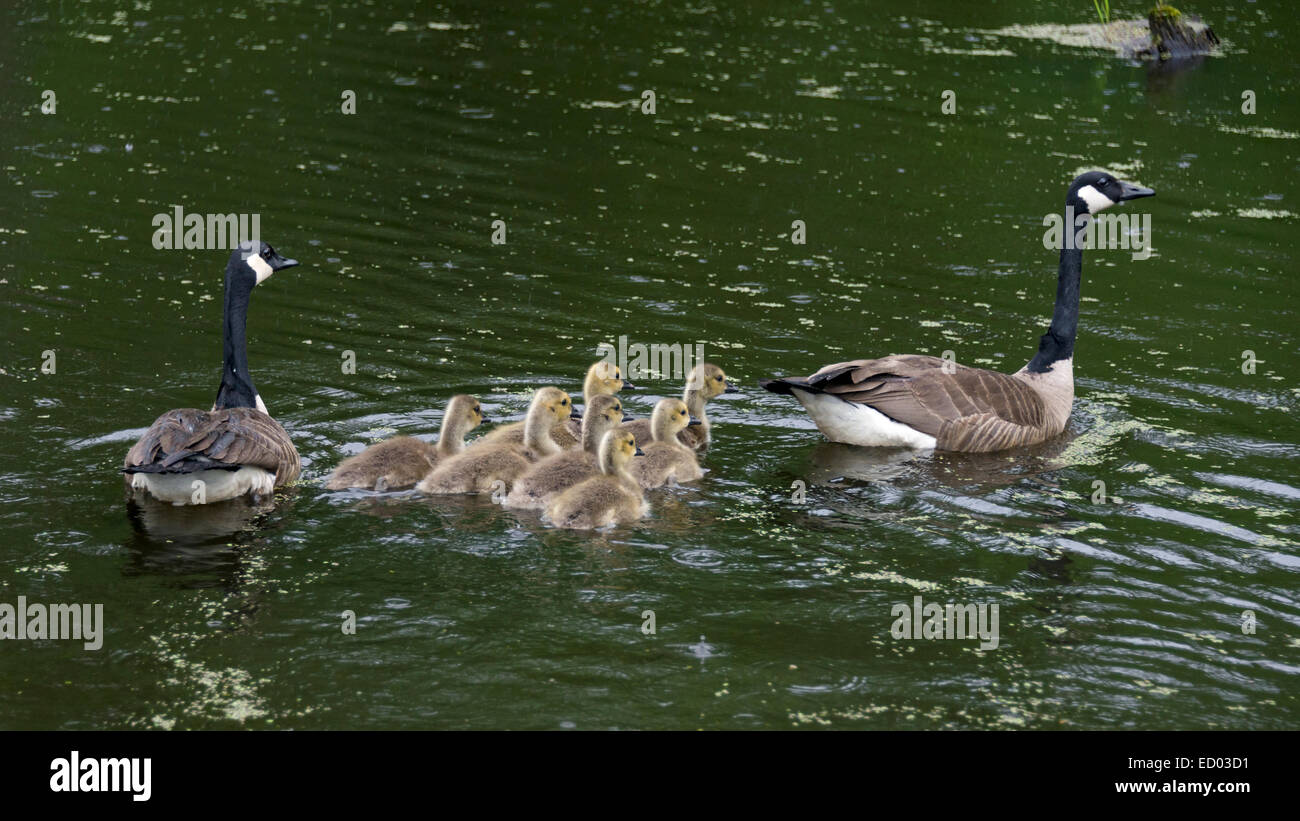 Canada goose pair with seven goslings, near Sandstone, Minnesota, USA Stock  Photo - Alamy