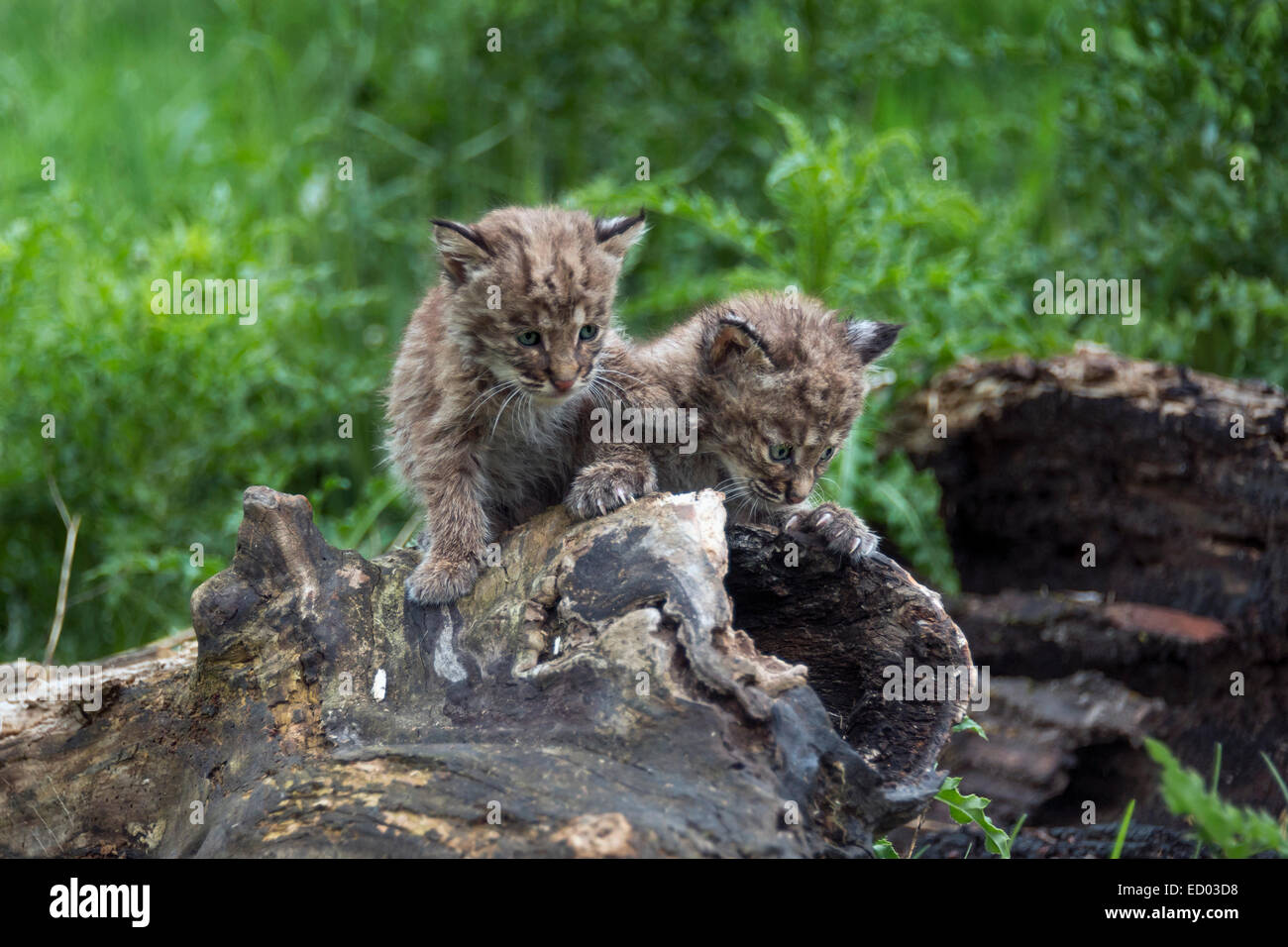 Young bobcats hi-res stock photography and images - Alamy