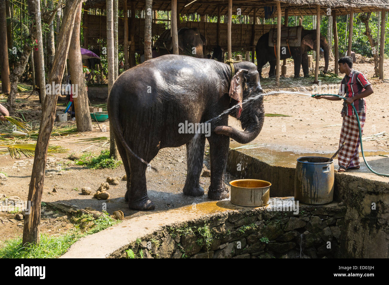 Kerala, India Thekkady Elephant ride through plantation. Washing