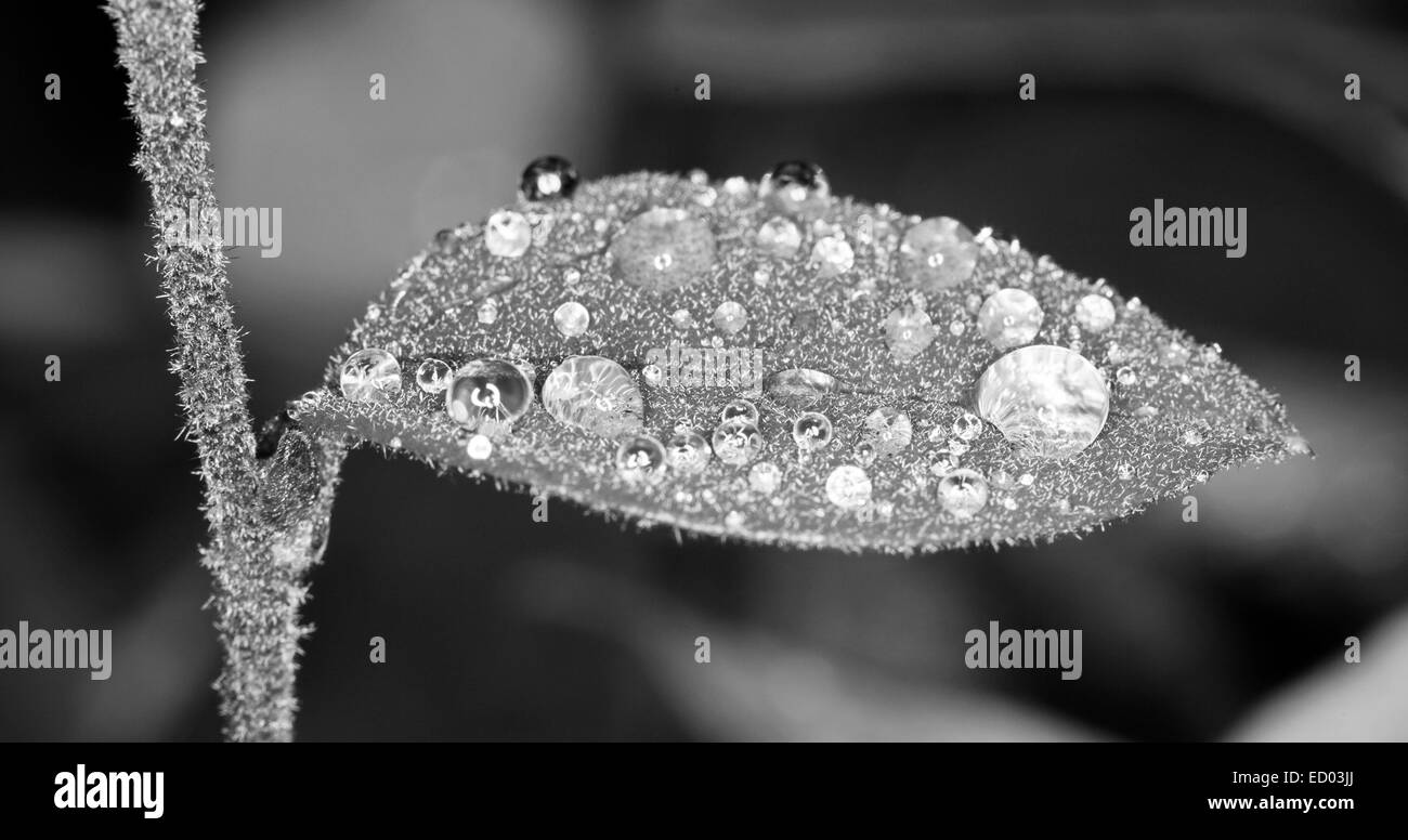 Black & white image of leaf of Loropetalum chinensis, fringe flower, with raindrops glistening like jewels - on dark background Stock Photo