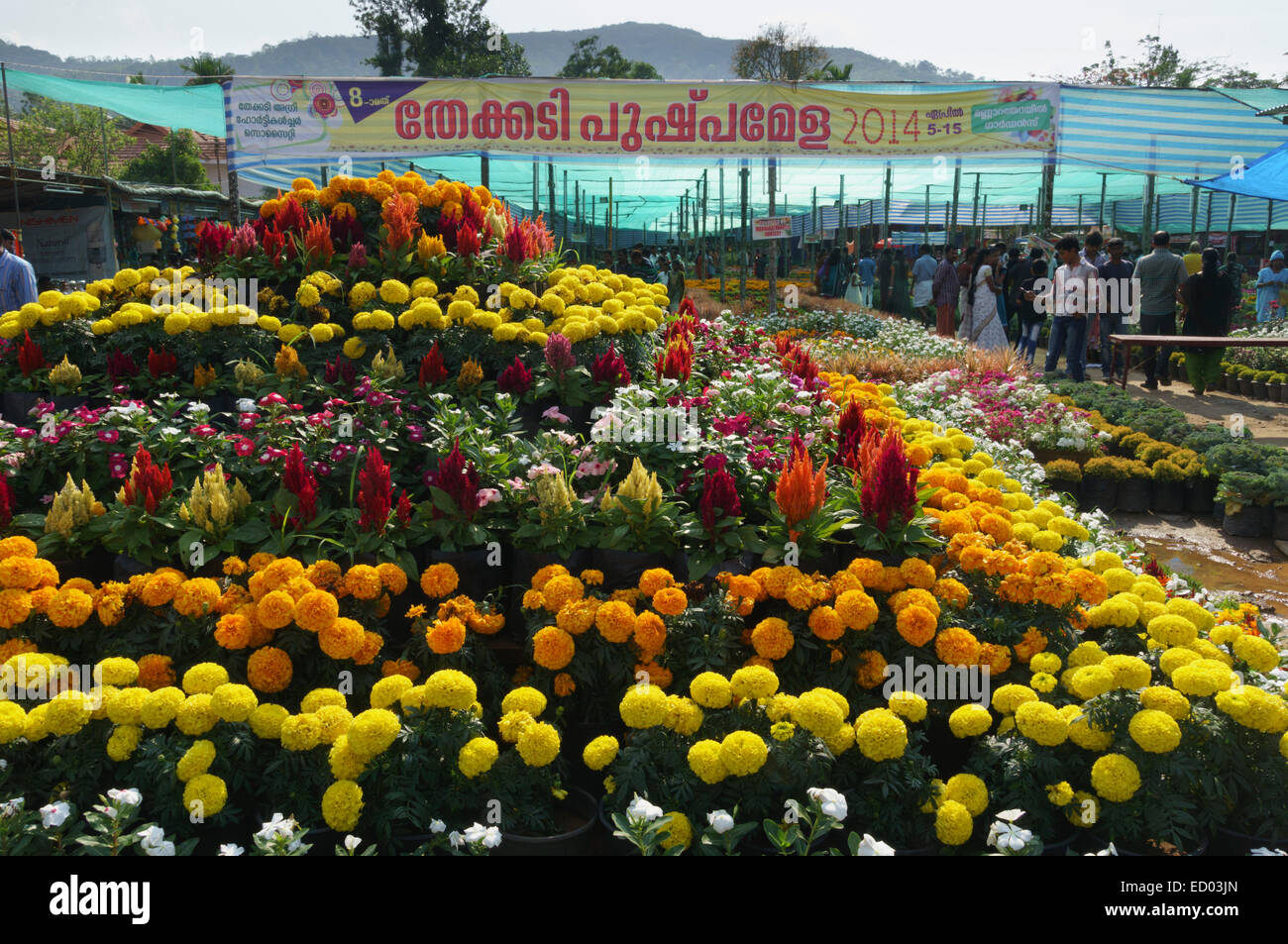 Flowers of kerala hires stock photography and images Alamy