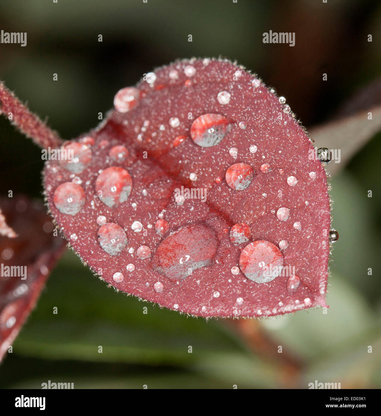Red heart-shaped leaf of Loropetalum chinensis, fringe flower, with ...