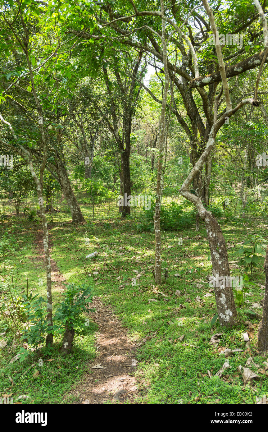Kerala, India - Periyar Tiger Reserve nature park at Thekkady. Forest ...