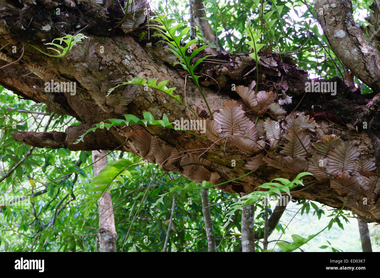 Kerala, India - Periyar Tiger Reserve nature park at Thekkady. Ferns ...
