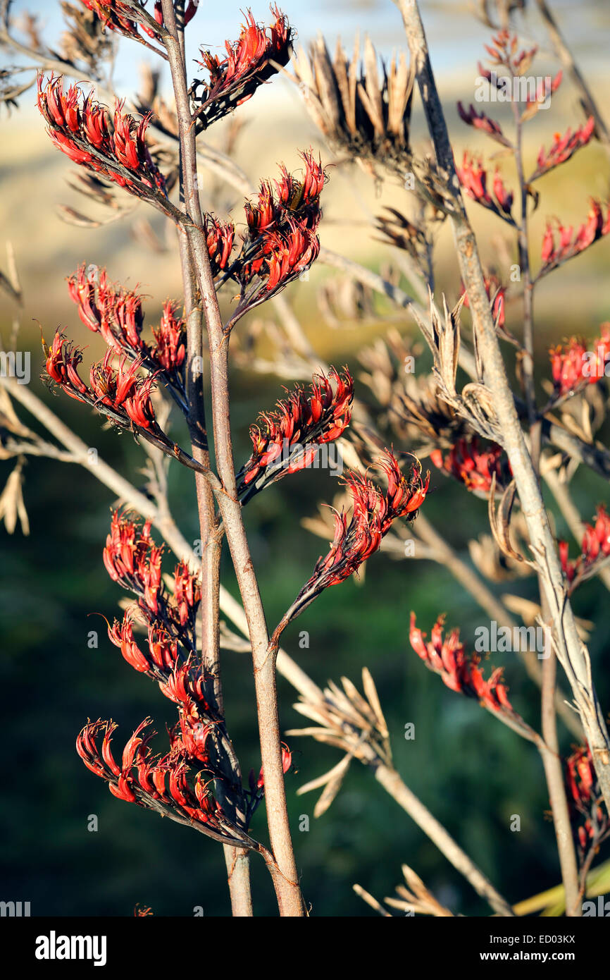 Flowering New Zealand flax bush Stock Photo