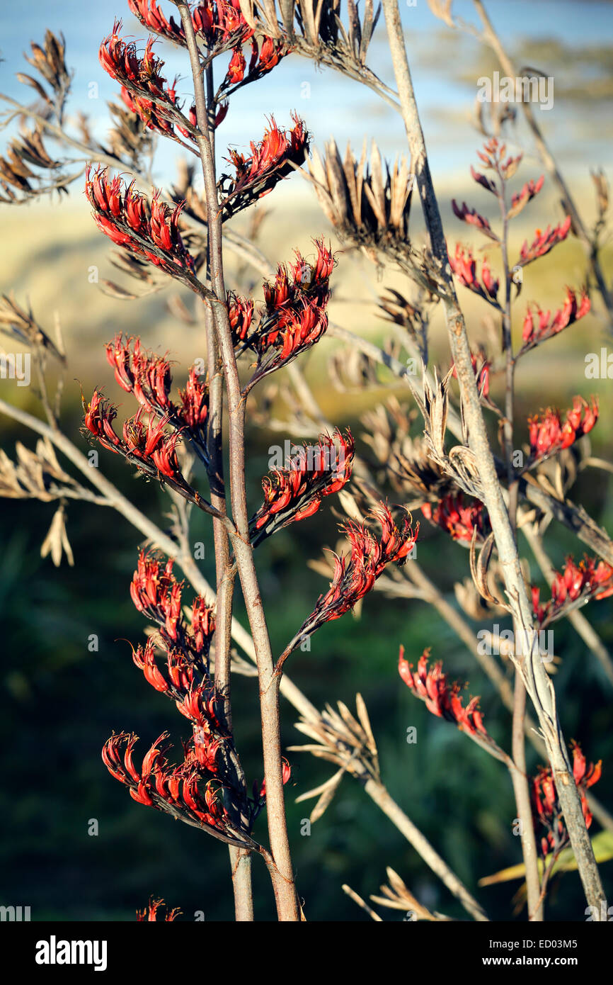 Flowering New Zealand flax bush Stock Photo