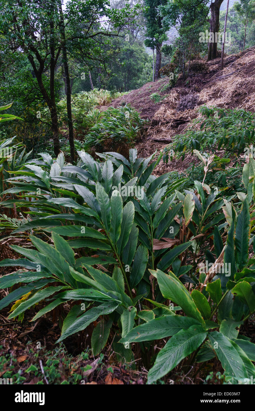 Cardamom Plant Hi Res Stock Photography And Images Alamy Kerala India Munnar Hills Forest Lodges For Tourism Cardamom Plants ED03M7