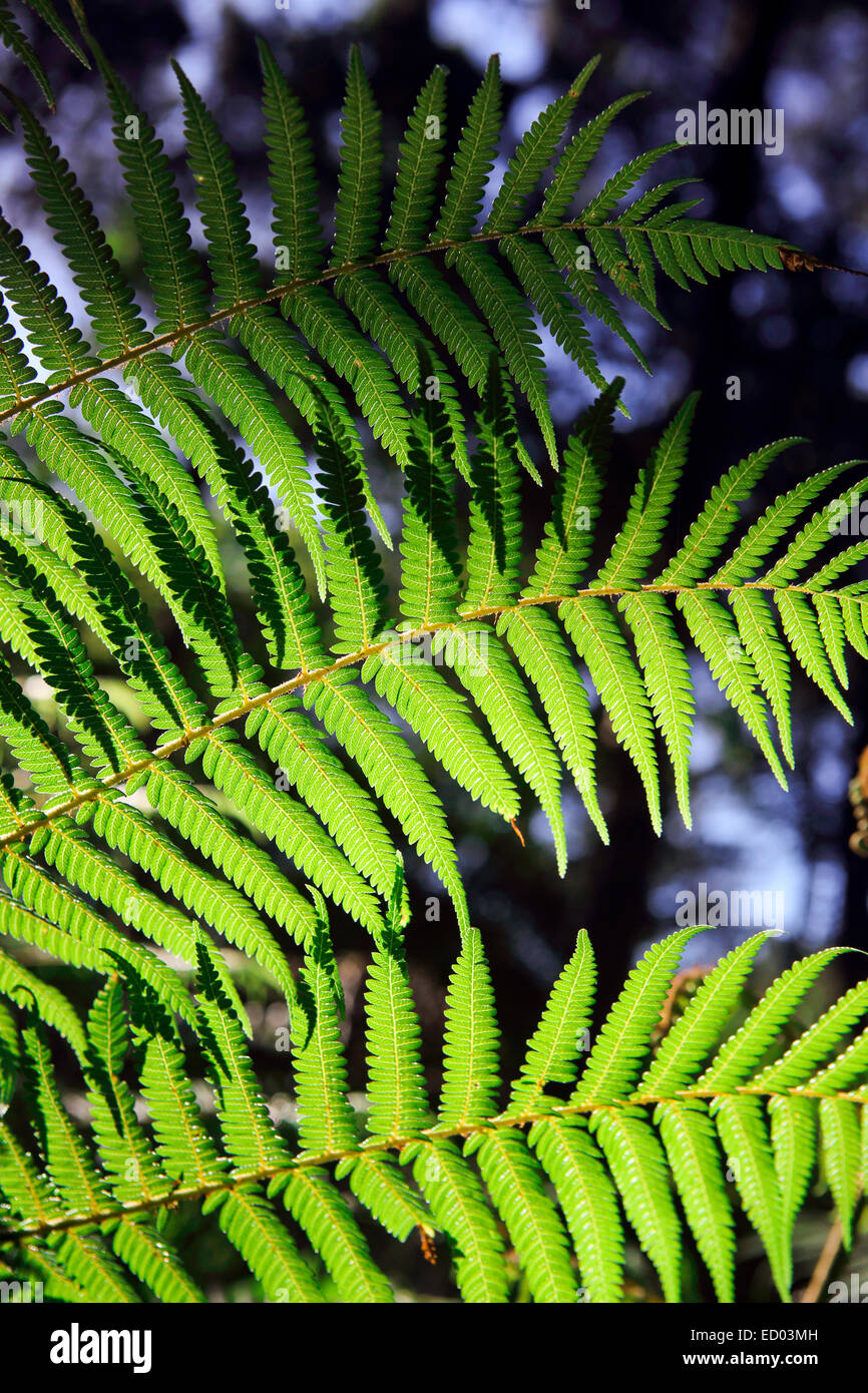 Green fern, New Zealand forest nature details Stock Photo
