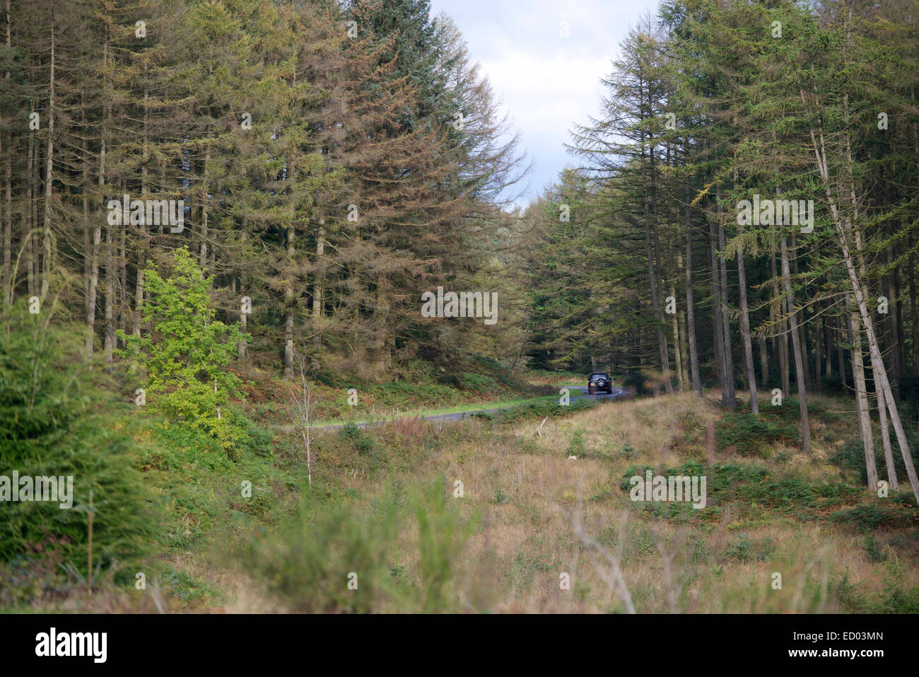 Galloway Forest Park, Scotland Stock Photo