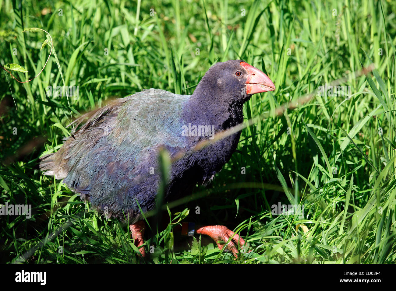 Takahe flightless bird indigenous to New Zealand Stock Photo