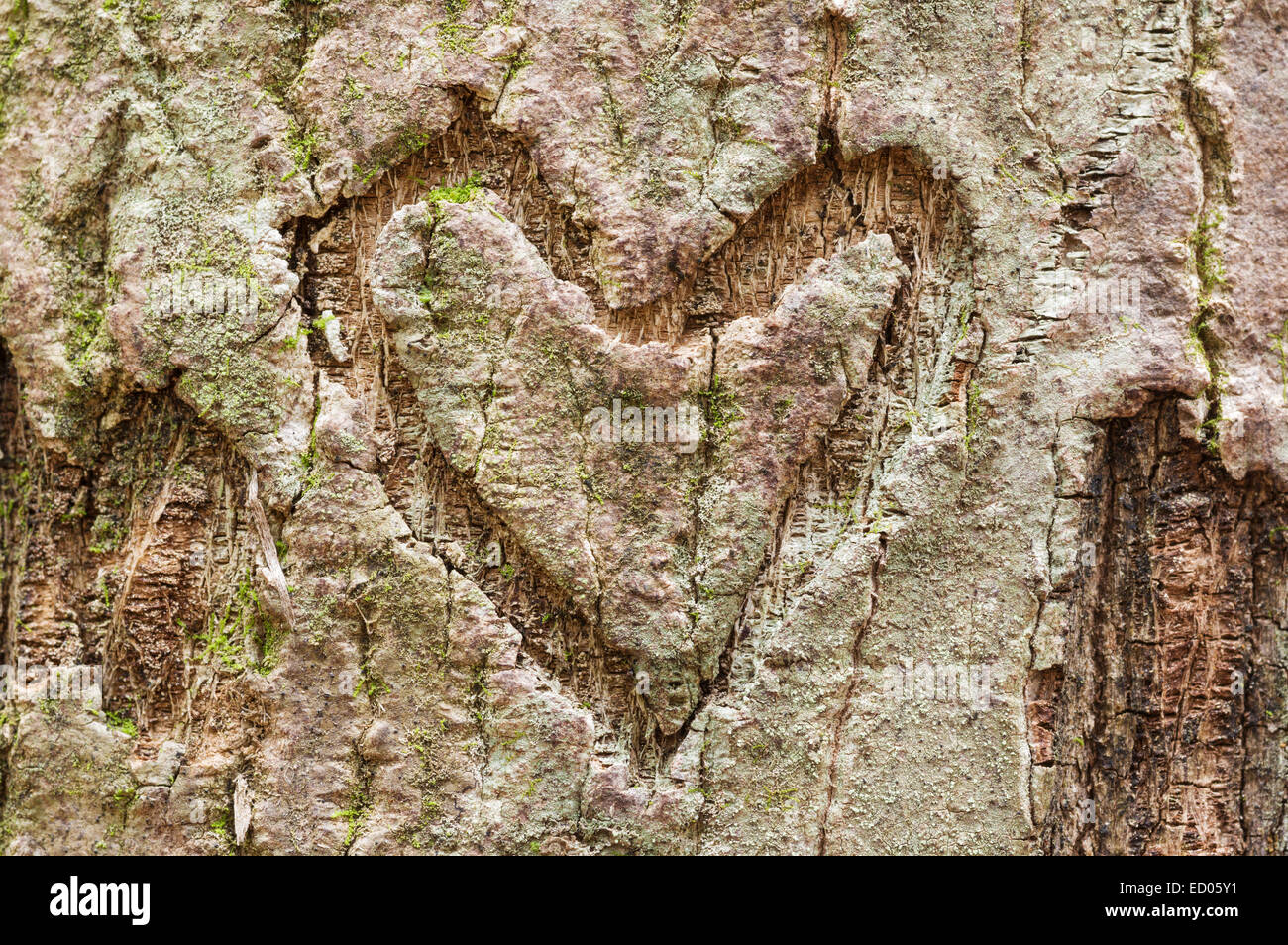 heart shape carved into tree bark with some moss and lichen Stock Photo