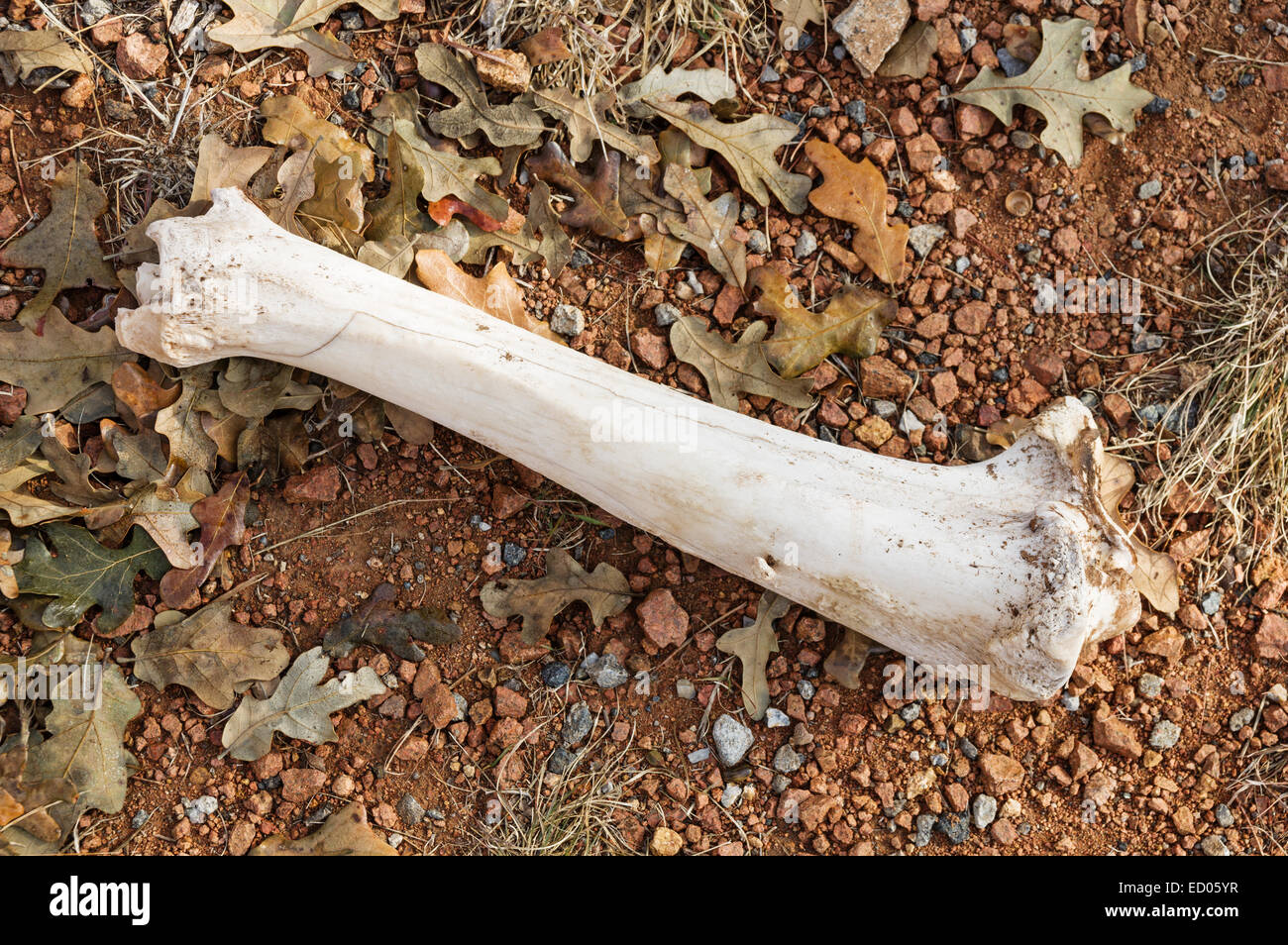 old leg bone on the ground with rocks and fallen oak leaves Stock Photo