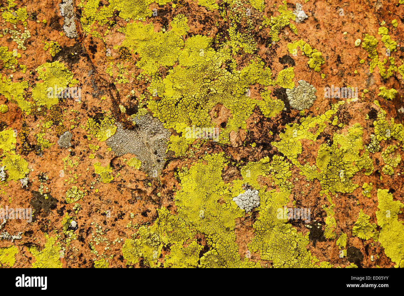 colorful lichen covered rock background Stock Photo