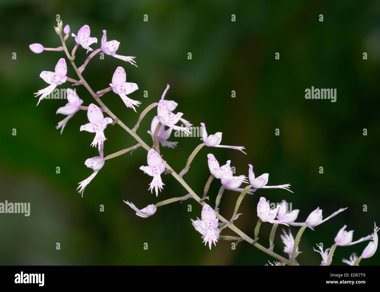 Long-Leafed Stenoglottis Orchid - Stenoglottis longifolia  from South Africa Stock Photo