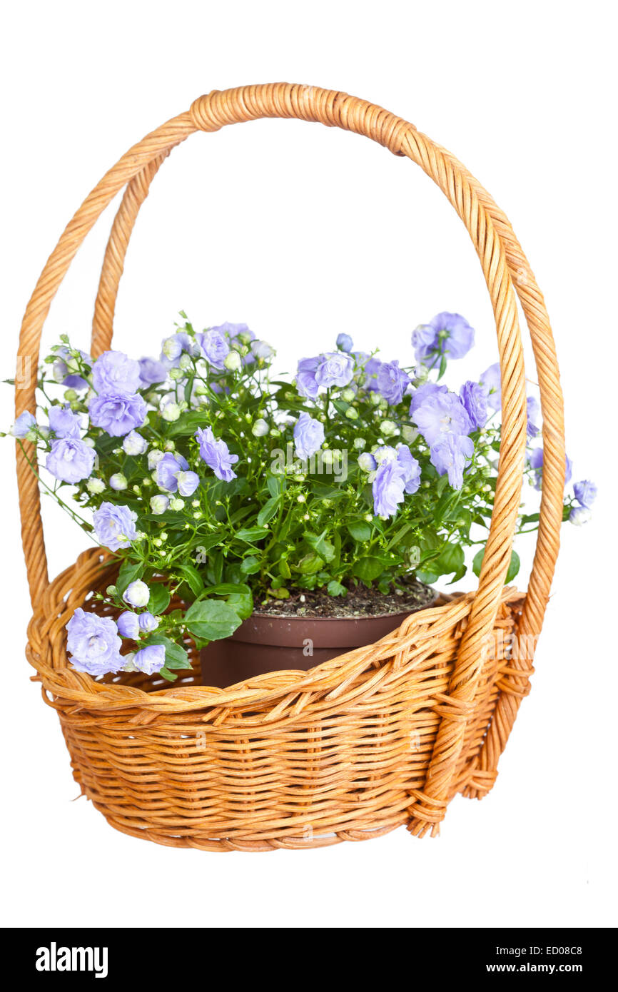 Campanula terry in a wattled basket, is isolated on a white background Stock Photo