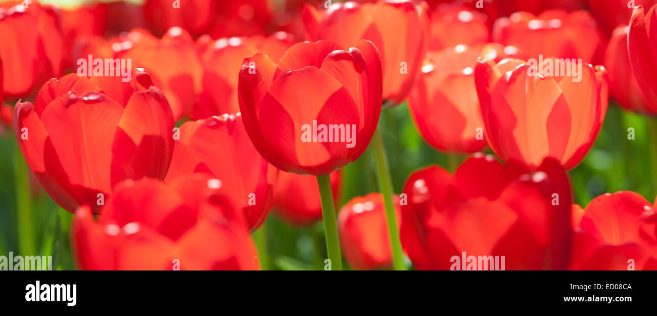 Spring field with red tulips Stock Photo - Alamy