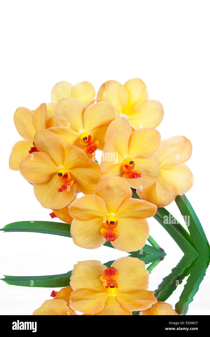 Bright  yelloww flowers of an orchid vanda close up Stock Photo
