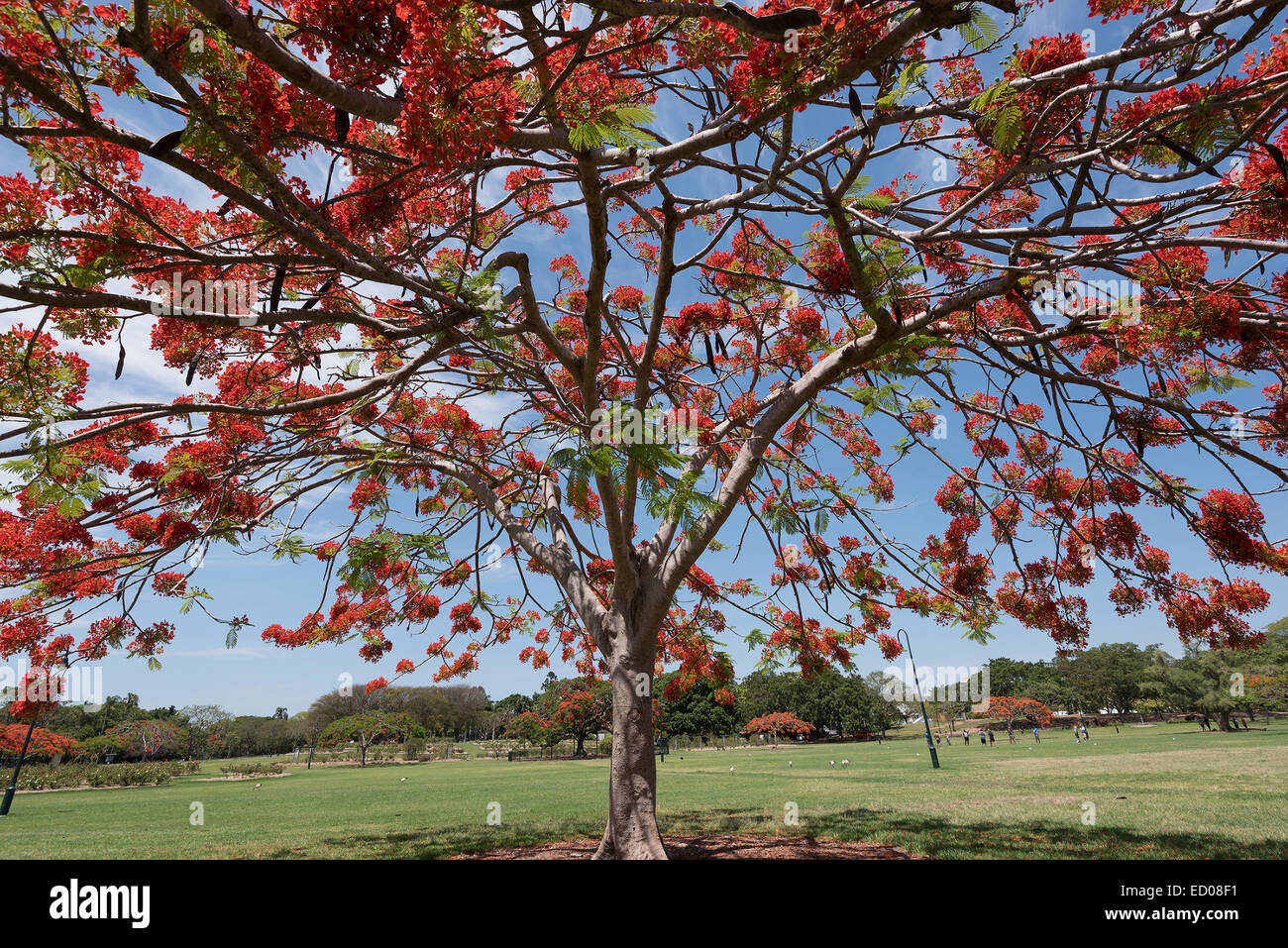 A Delonix Regia in red bloom in a park in Brisbane, Australia Stock Photo
