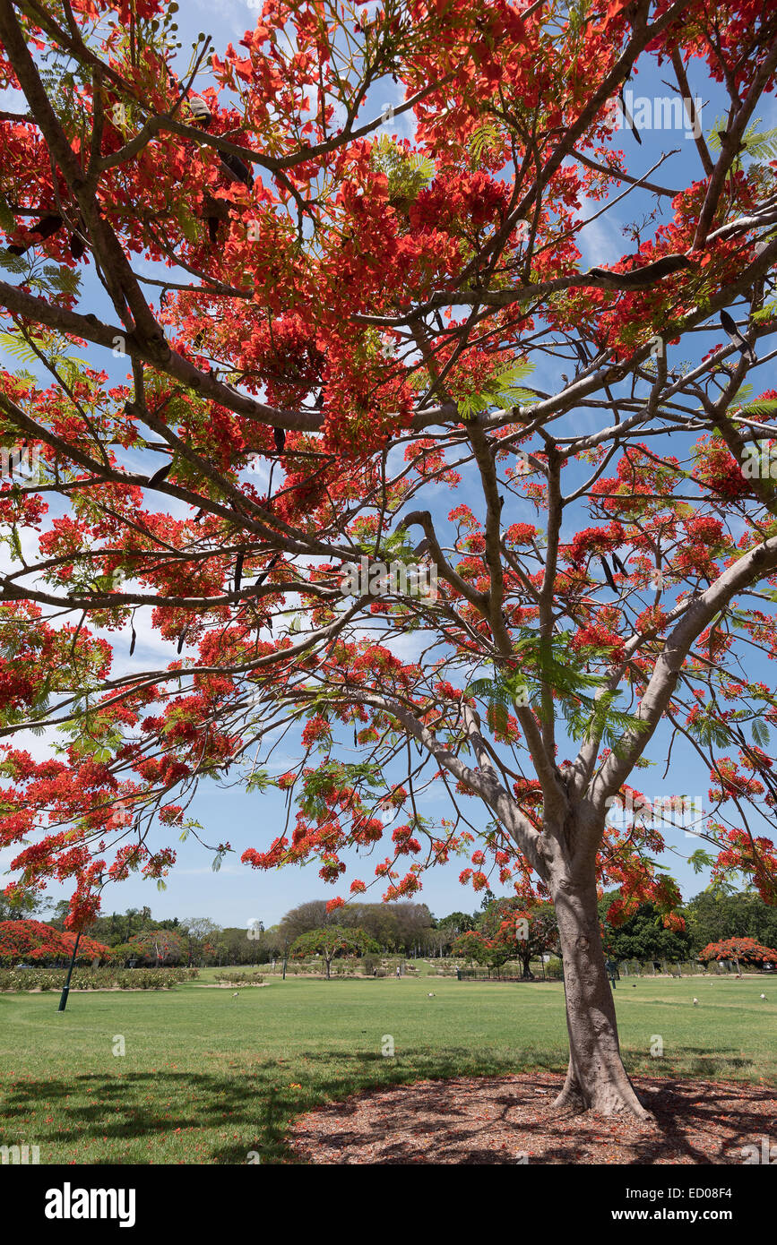 Delonix regia hi-res stock photography and images - Alamy