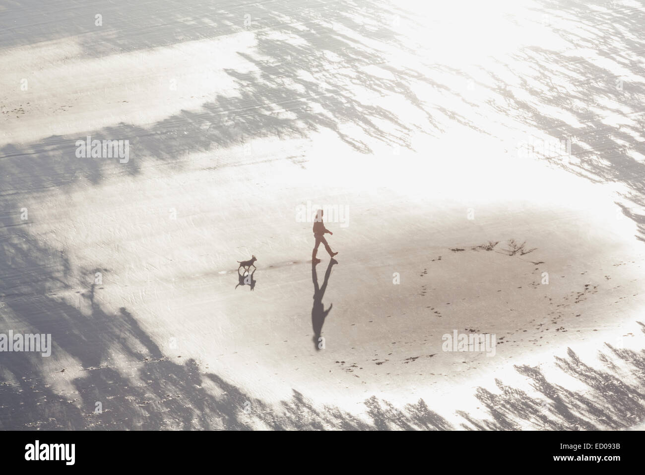England, Yorkshire, Scarborough, Dog Walker on Scarborough Beach at Dawn Stock Photo