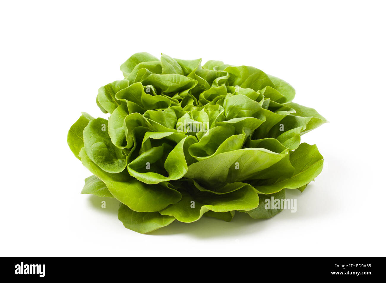 Fresh green lettuce isolated on white background. Stock Photo