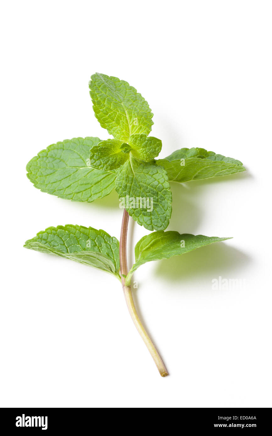 Fresh green mint  leafs isolated on white background. Stock Photo