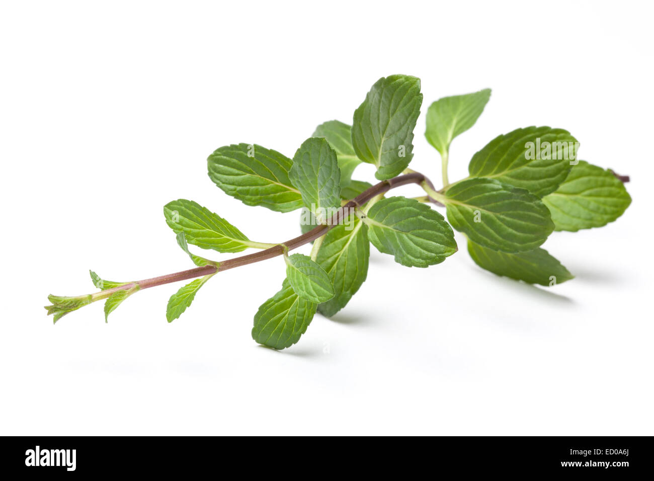 Picture of fresh mint stalk isolated on white. Stock Photo