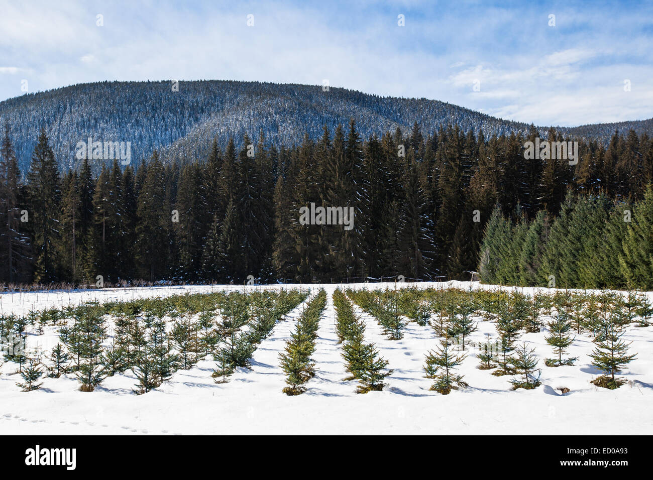 Evergreen pine fir trees hires stock photography and images Alamy