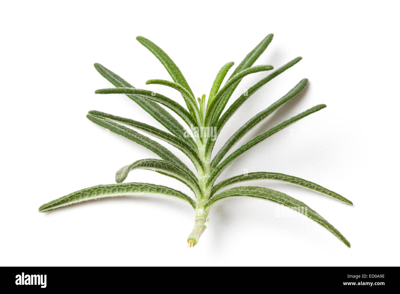 Picture of a rosemary leafs isolated on white Stock Photo