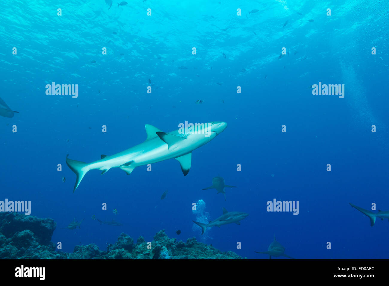 Shark diving. Sharks swimming around under the diving boat. at Yap island, Federated States of Micronesia Stock Photo