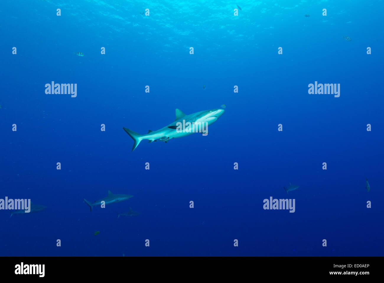 Sharks in deep blue. at Yap island, Federated States of Micronesia Stock Photo