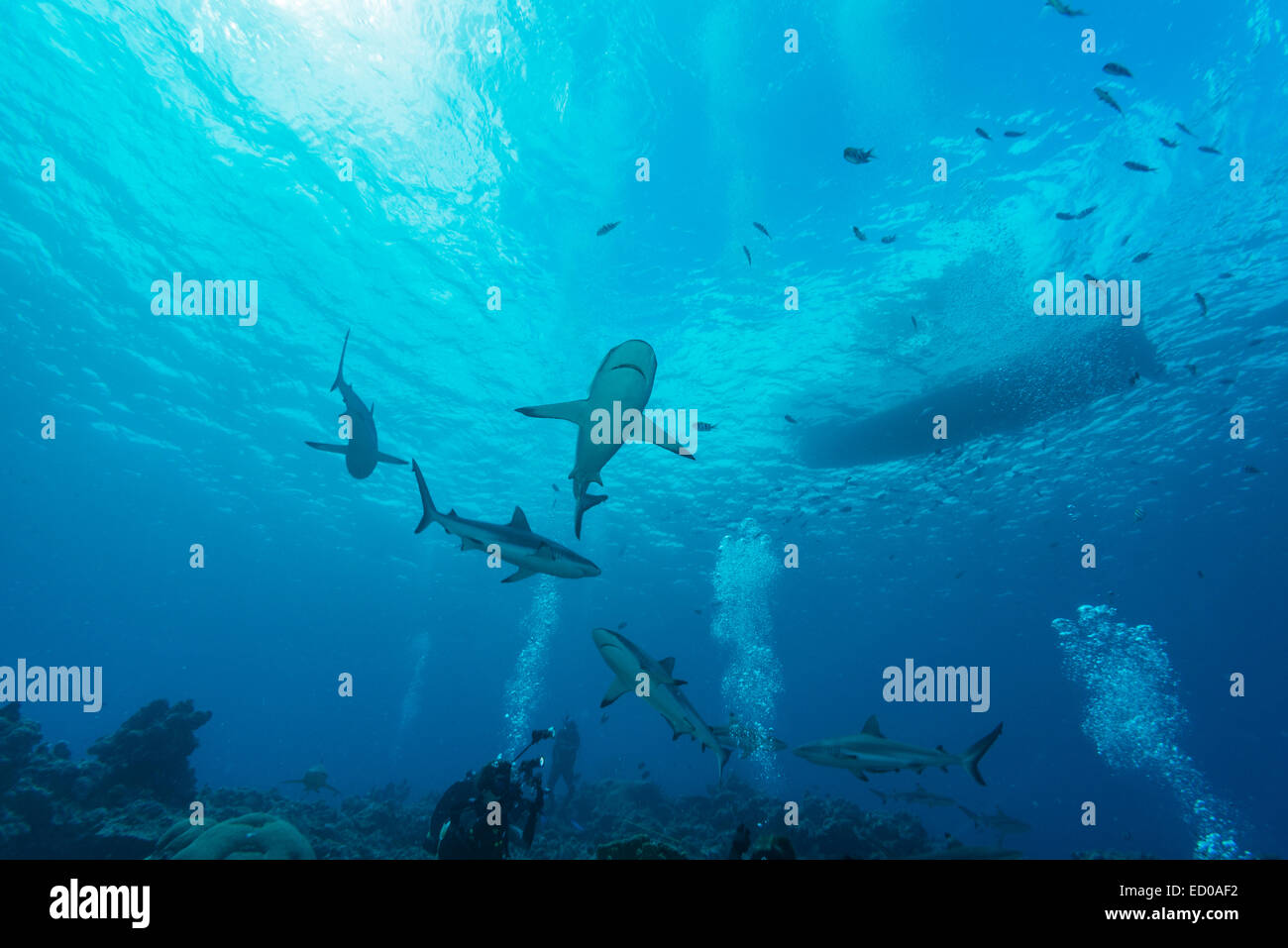 Shark diving at Yap island. The Grey reef sharks are swimming around under the diving boat . Stock Photo