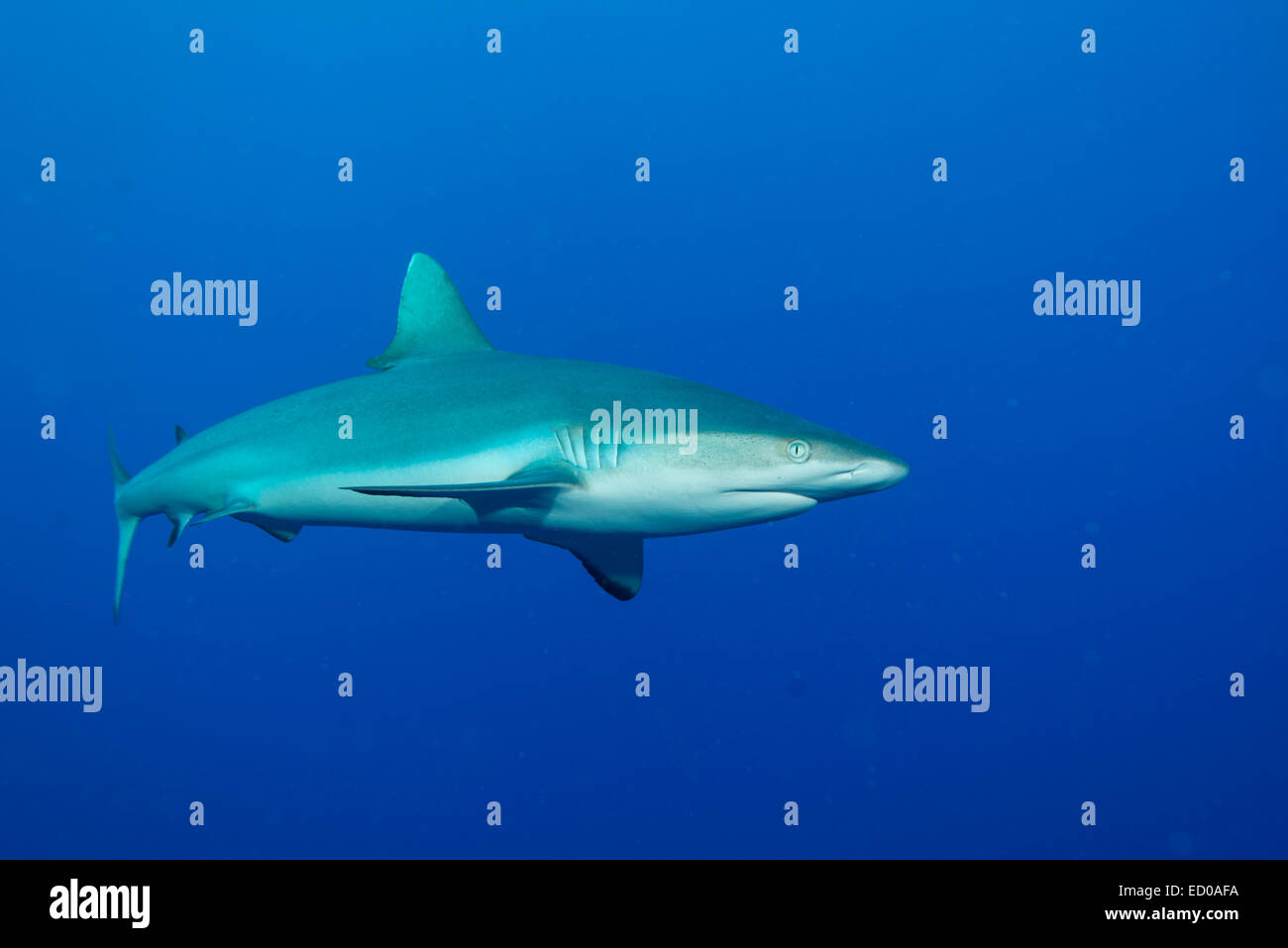 The Grey reef shark appeared from the deep blue. at Yap island, Federated States of Micronesia Stock Photo