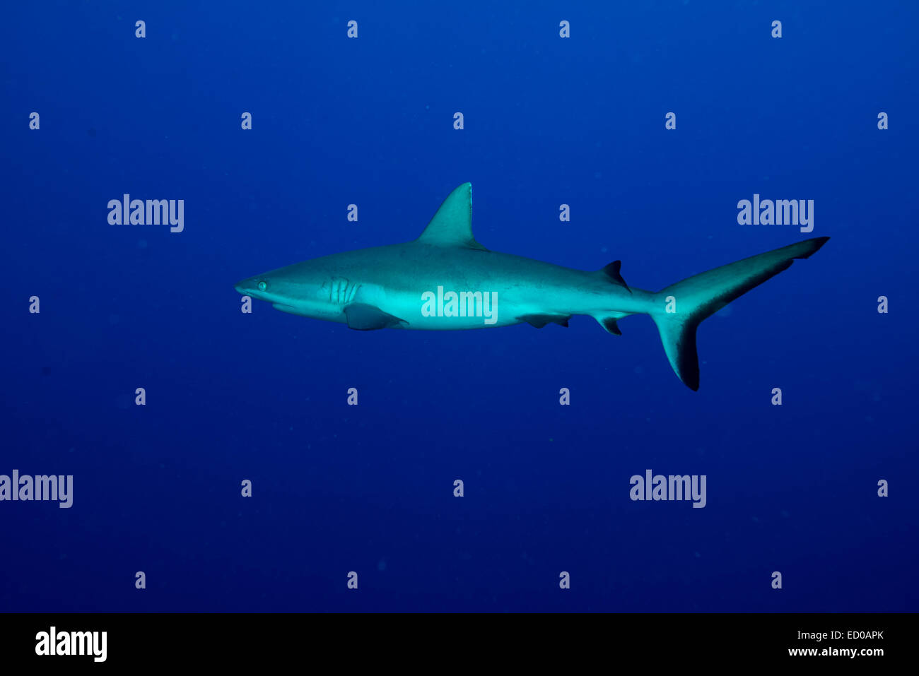 The Grey reef shark vanished into the deep blue. at Yap island, Federated States of Micronesia. Stock Photo