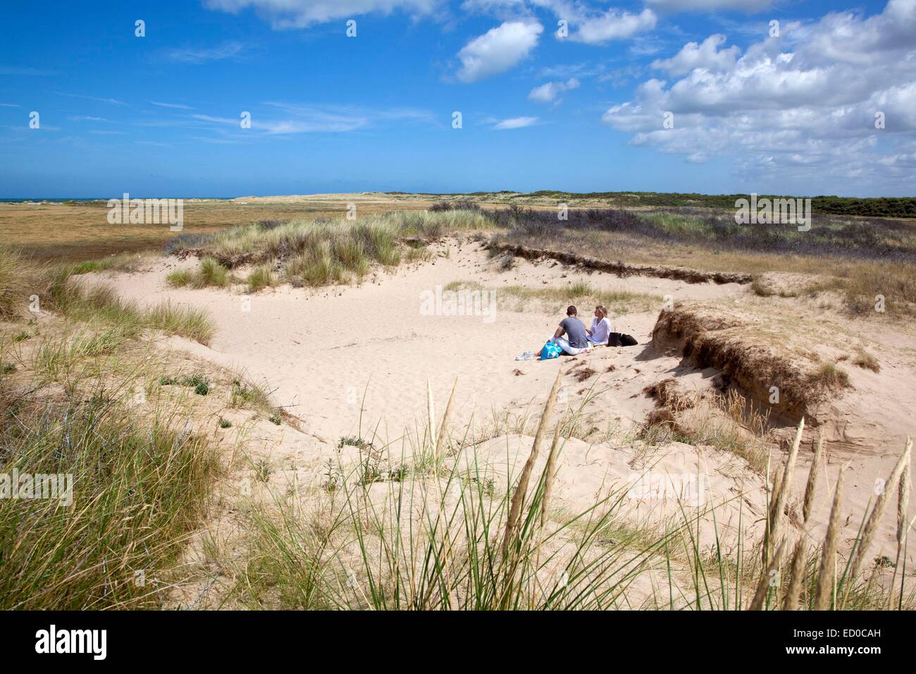 France, Pas de Calais, Oye plage, Oye plage Nature Reserve, young ...