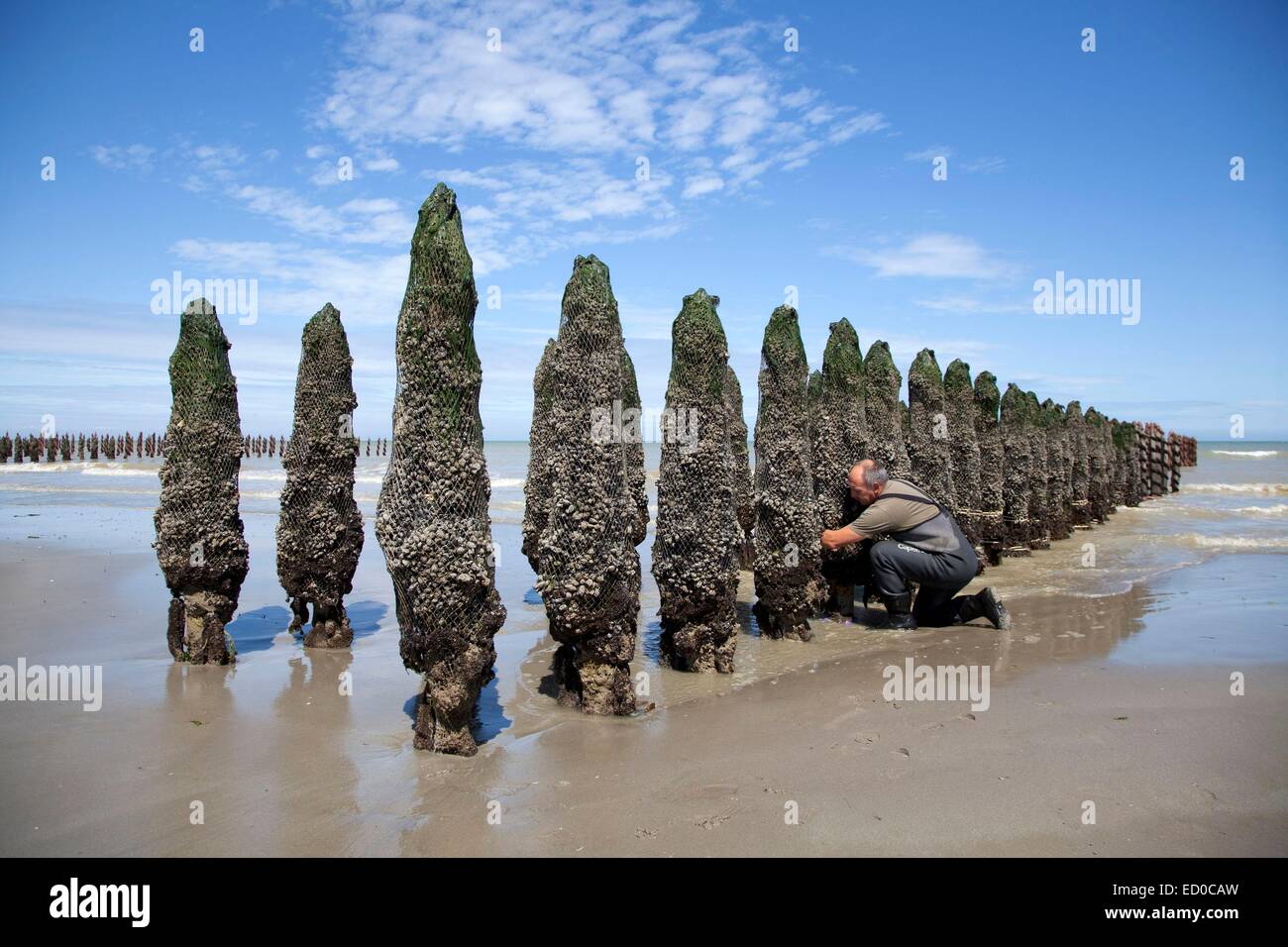 France Pas De Calais Oye Plage Mussels Bouchots Wound On