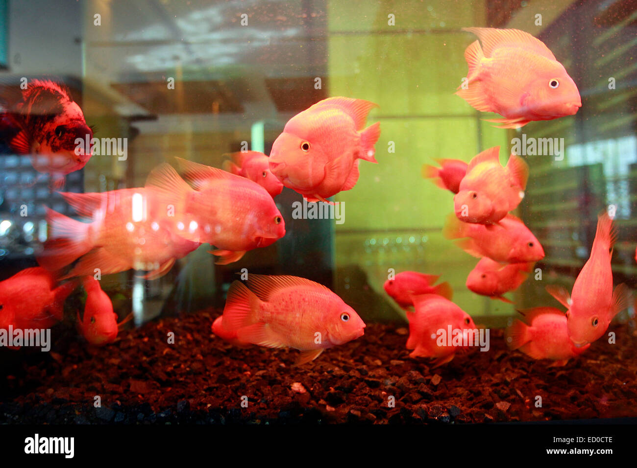 Goldfish (Carassius auratus). veiltails in an aquarium. Stock Photo
